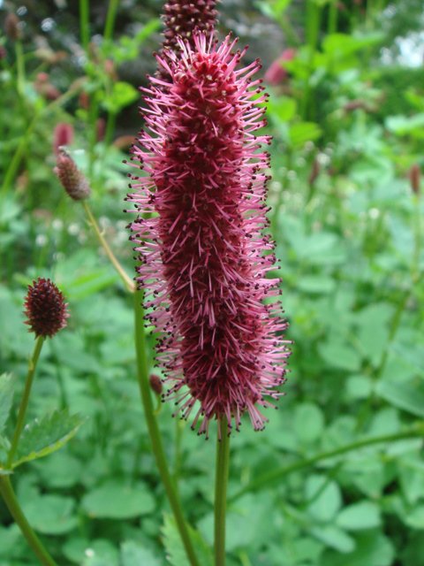 Sanguisorba menziesii fleur